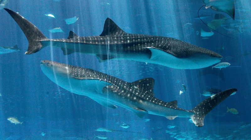 FILE PHOTO: Whale sharks swim at Okinawa Churaumi Aquarium in