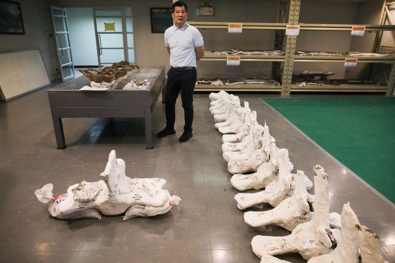 A Thai archaeologist stands next to a whale skeleton in