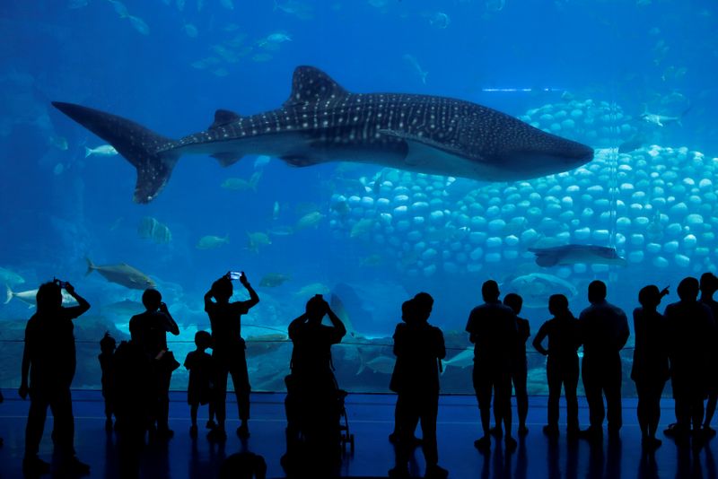 FILE PHOTO: Visitors watch a whale shark in Zhuhai