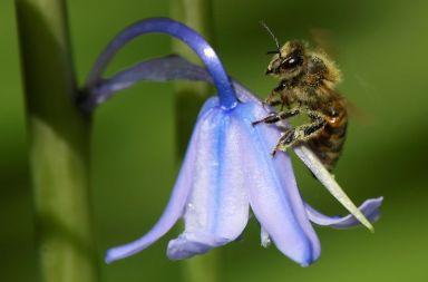 FILE PHOTO: A bee lands on a bluebell in a