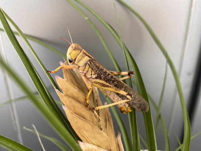 An adult male of the locust species Locusta migratoria is