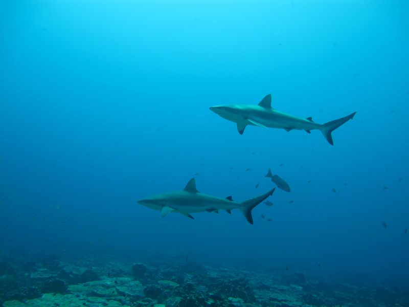 Gray reef sharks, the subject of a study on social