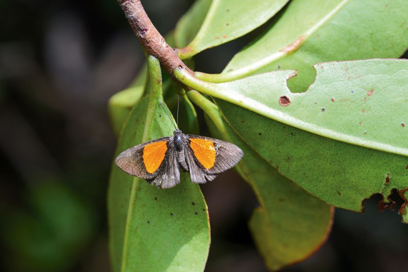 A new species of metalmark butterfly (Setabis sp. nov.) discovered