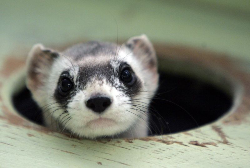 FILE PHOTO: Bert, a male black-footed ferret peers out from