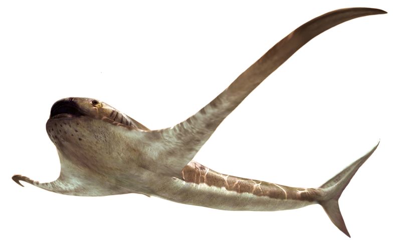 The life reconstruction of the unusual shark Aquilolamna milarcae is