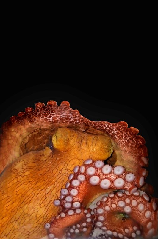 An octopus in seen in its “active sleep” state during
