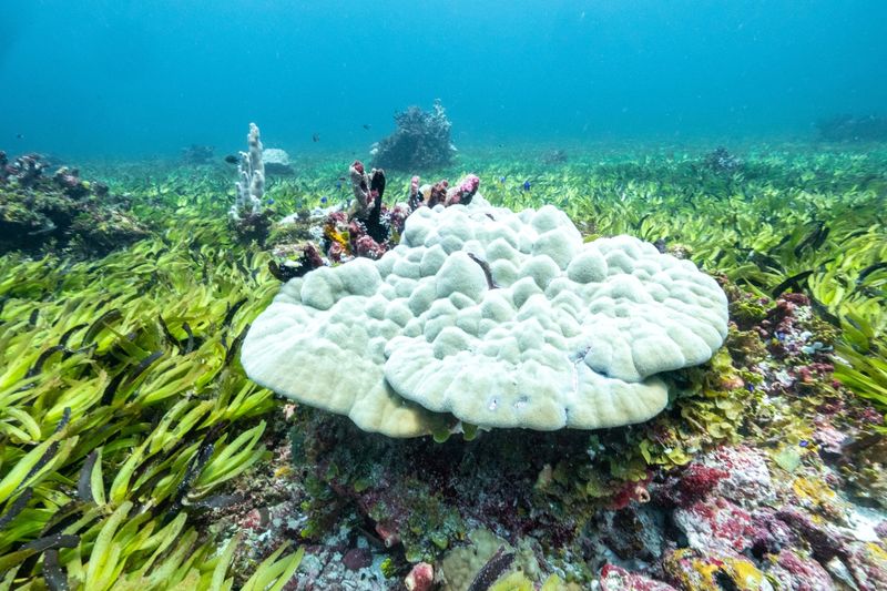 Corals are seen in a seagrass meadow at the Saya