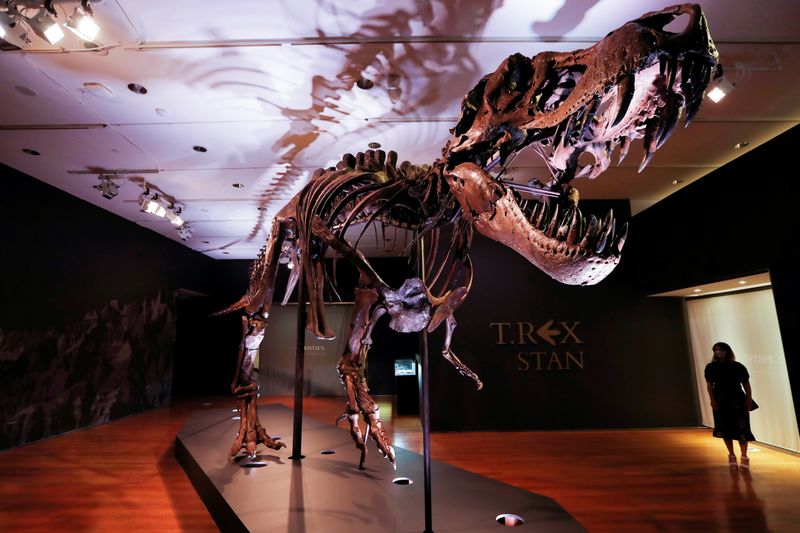 FILE PHOTO: Tyrannosaurus Rex skeleton “STAN” on display ahead of