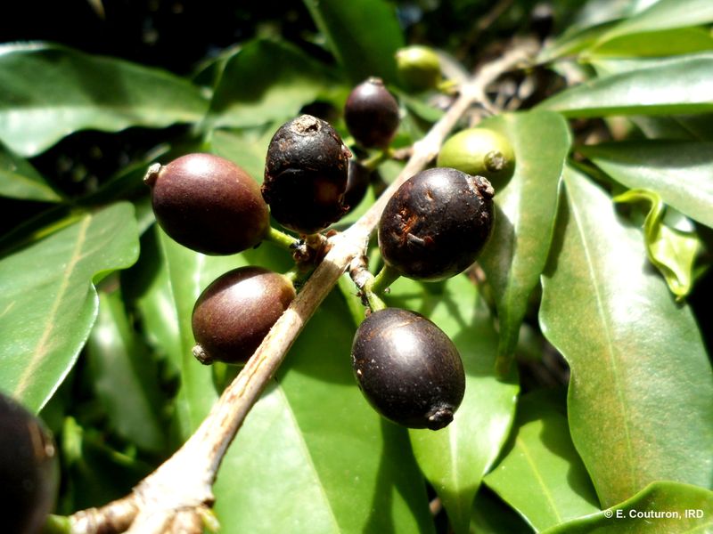 The coffee species Coffea stenophylla is seen in the Ivory