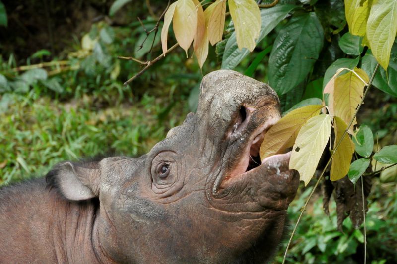 A young male Sumatran rhinoceros named Kertam is seen on