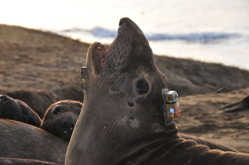 A bio-logging electronic tag is seen attached to the head