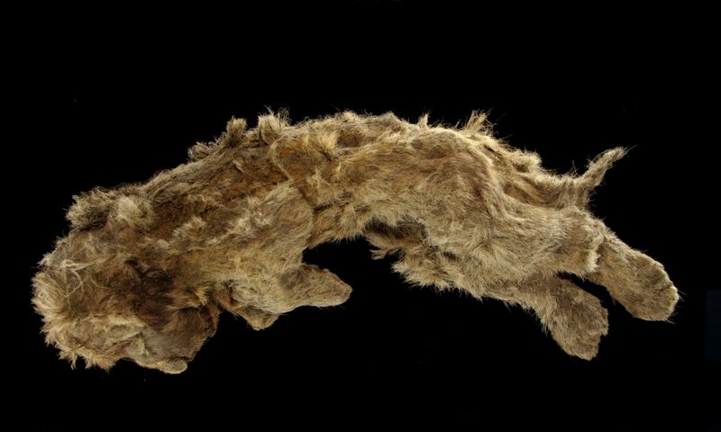 A cave lion cub, which was found preserved in Siberia’s