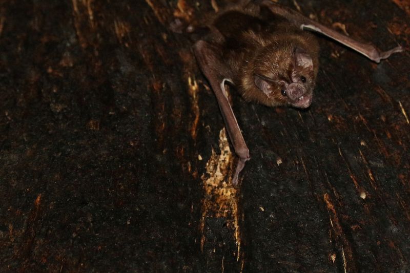 A vampire bat is seen roosting inside a tree in