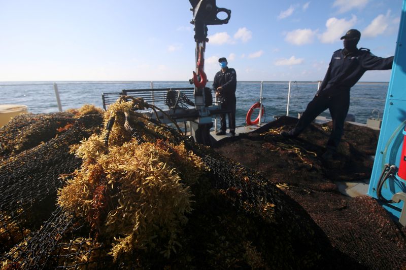 Besieged by Seaweed: Caribbean nations, entrepreneurs scramble to make use