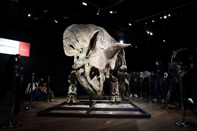 The skeleton of a gigantic Triceratops goes under the hammer