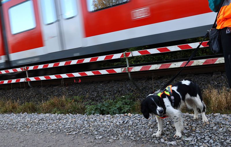Sniffer dogs search for wildlife at track construction site of