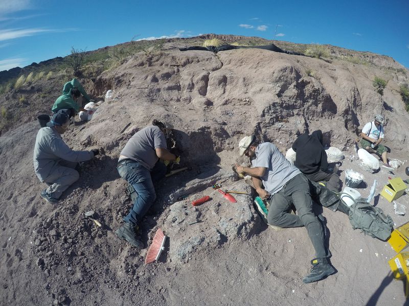 Dinosaur remains found could be oldest titanosaur in Neuquen province