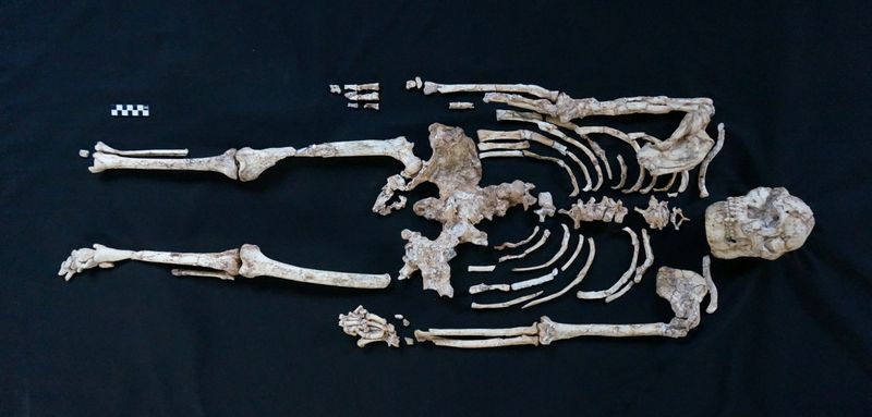 A handout photo of a skeleton of Little Foot in