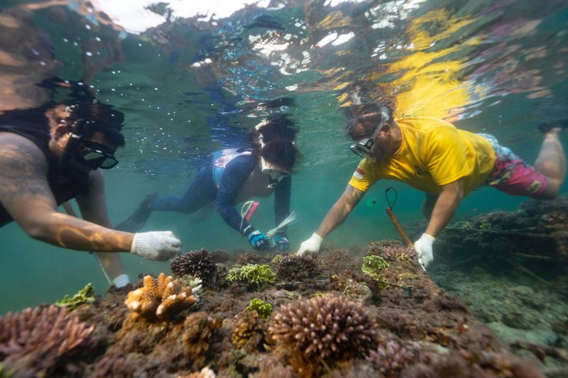 Conservationist Hutasoit, cleans coral nursery from algae in Nusa Dua,
