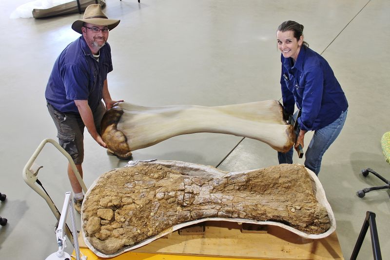 New species of dinosaur unearthed in Queensland confirmed to be