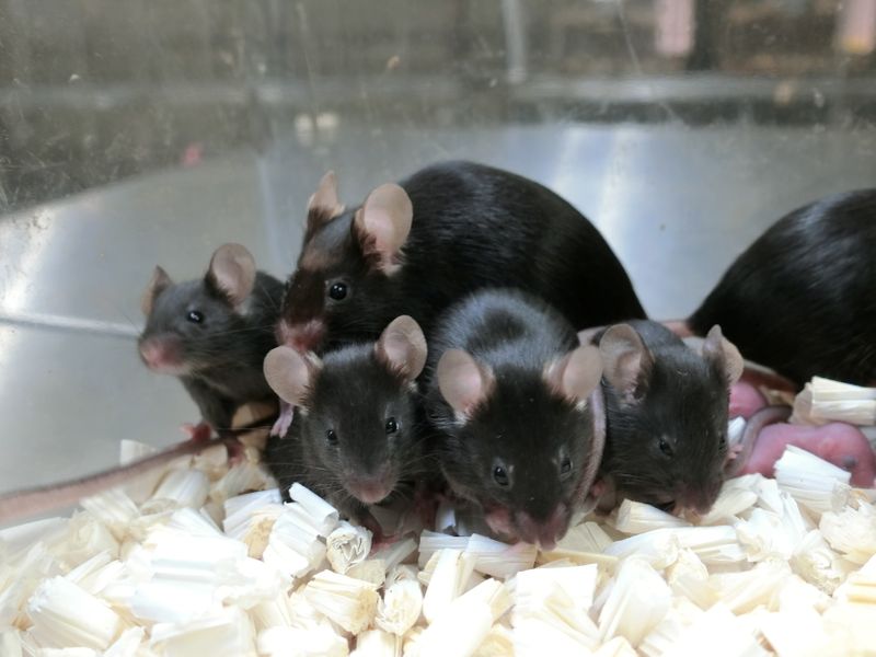 Healthy mice produced from sperm cells that were freeze-dried, stored