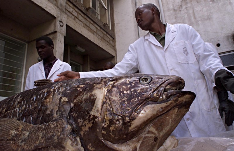 FILE PHOTO: SCIENTISTS DISPLAY COELACANTH FISH THOUGHT EXTINCT WITH THE