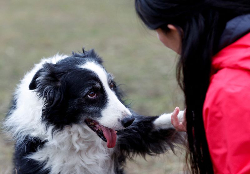 Kun-kun, an 8-year-old Border Collie, looks at his owner, postdoctoral