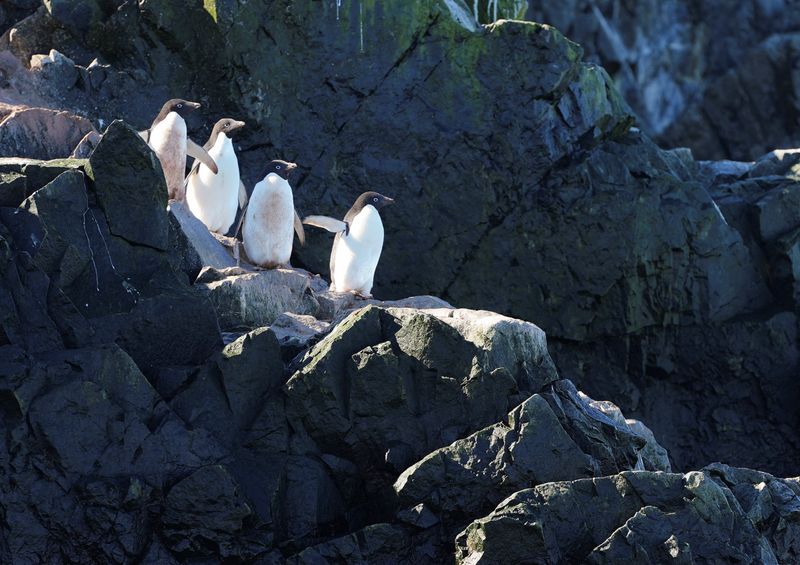 Scientists investigate impact of climate change on penguin colonies in