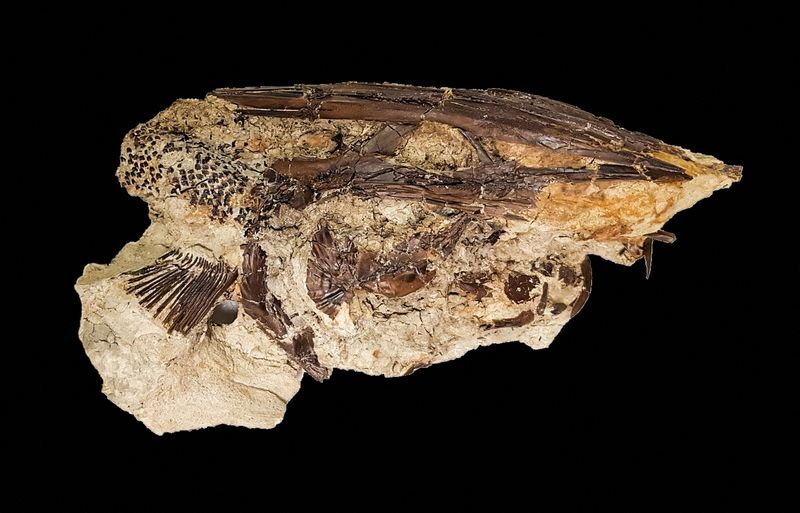 The fossil of a Cretaceous Period paddlefish from the Tanis