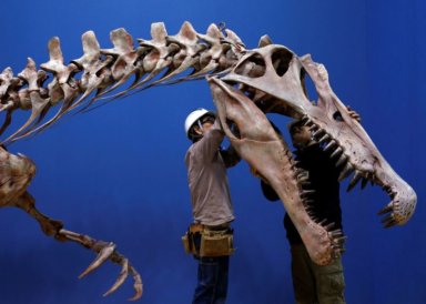FILE PHOTO: Workers adjust a Spinosaurus’s skeleton replica during a
