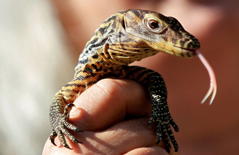 FILE PHOTO: A reptile curator holds a 10-day-old baby Komodo