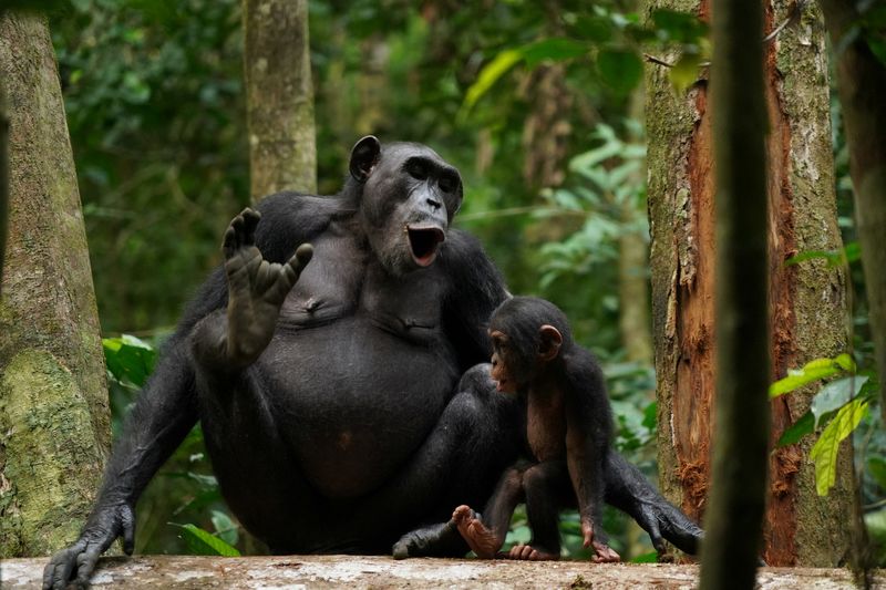 Wild female chimpanzee producing a vocalization in the Tai National