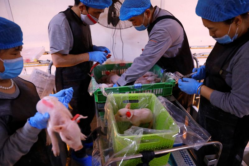 Employees give ear tags for newborn piglets at a breeding