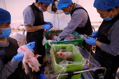 Employees give ear tags for newborn piglets at a breeding