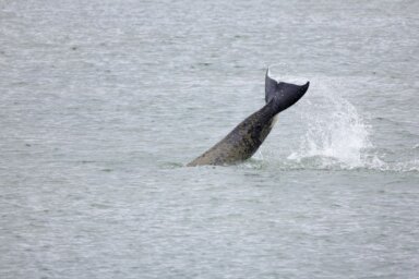 FILE PHOTO: An orca swims in the Seine river
