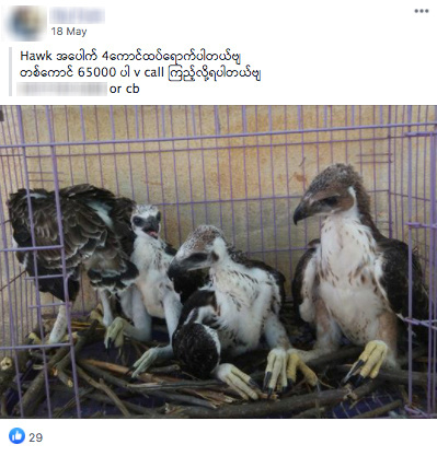 FILE PHOTO: Facebook page selling wildlife in Burmese seen in