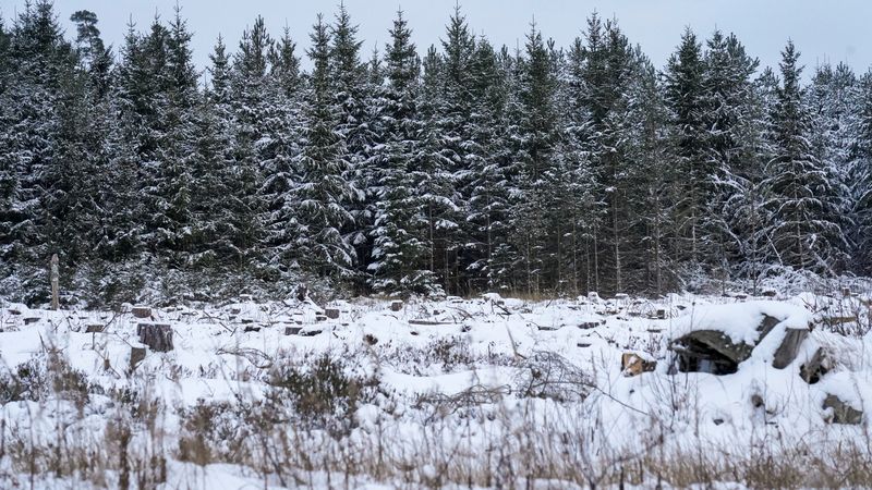 A view shows clearcut forest plot in Haademeeste