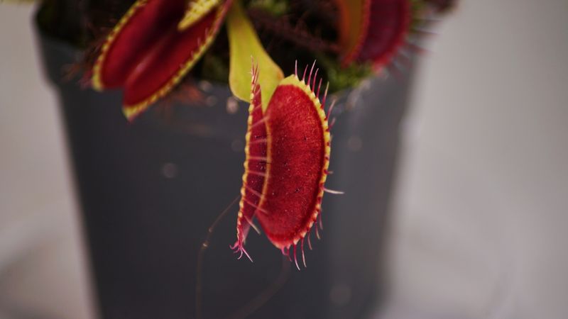 A Venus flytrap is seen rigged with two electrodes during