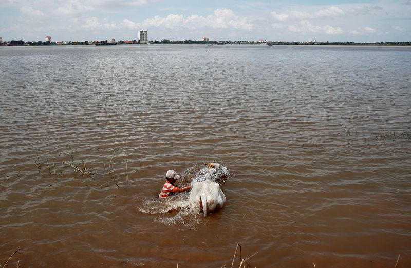 FILE PHOTO: A man washes a cow in the Mekong