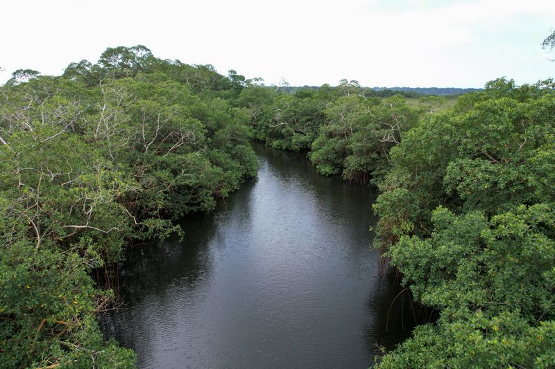 FILE PHOTO: Gabon is home to the world’s tallest mangrove