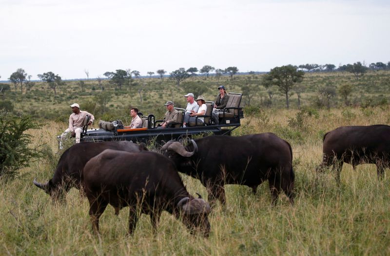 Tourists are seen at a Safari watching a herd of