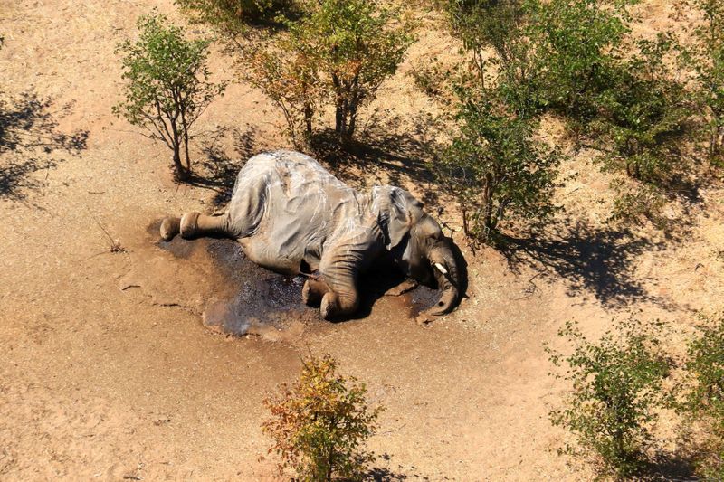 A dead elephant is seen in this undated handout image