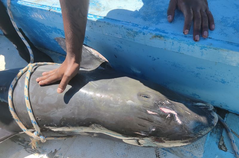 A dead dolphin is seen on a boat as it