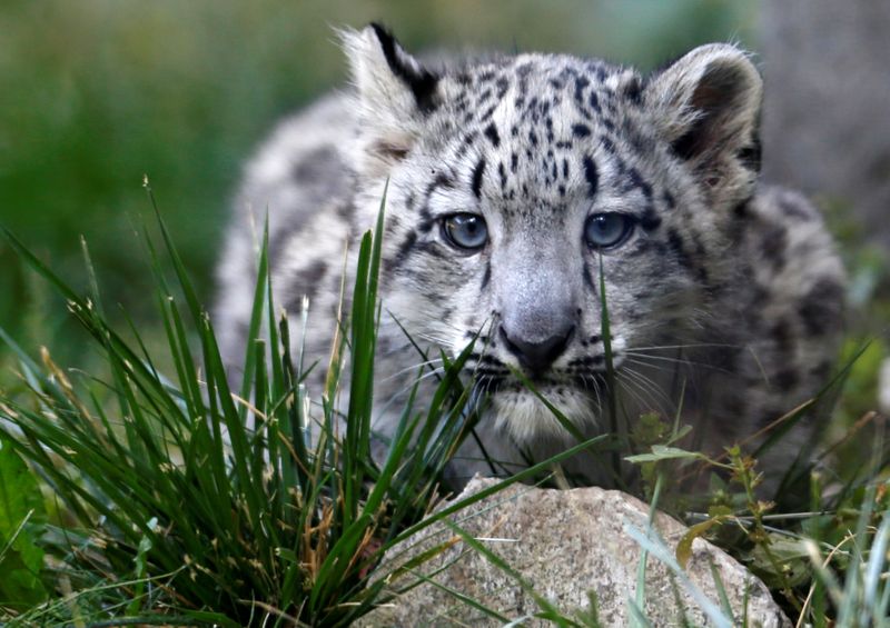 FILE PHOTO: A three month old snow leopard cub is