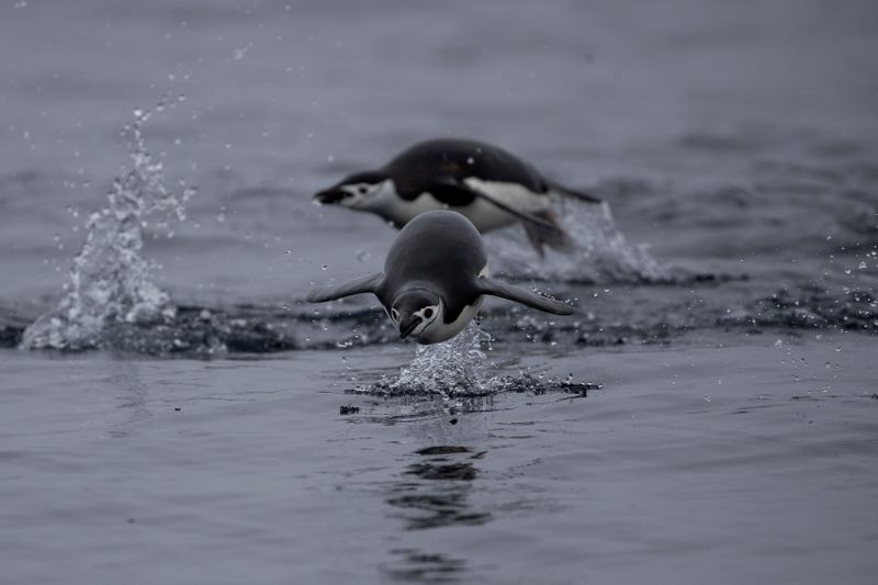 FILE PHOTO: Chinstrap Penguins swim near Two Hummock Island, Antarctica