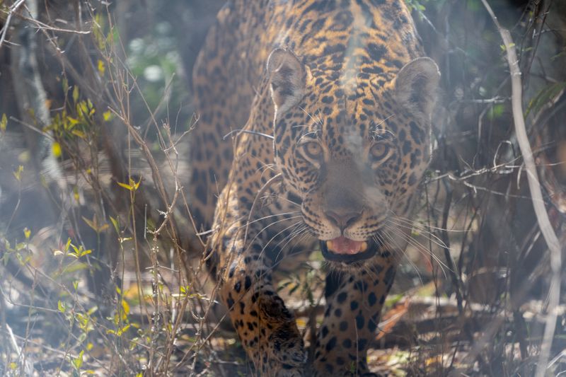 Tania, a female jaguar brought up in a zoo, is