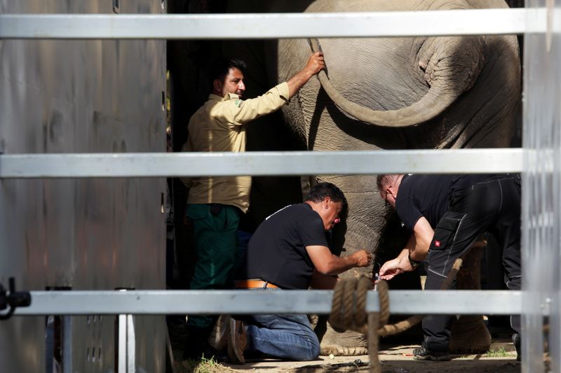 Pakistan’s lonely elephant heads for Cambodia, in Islamabad