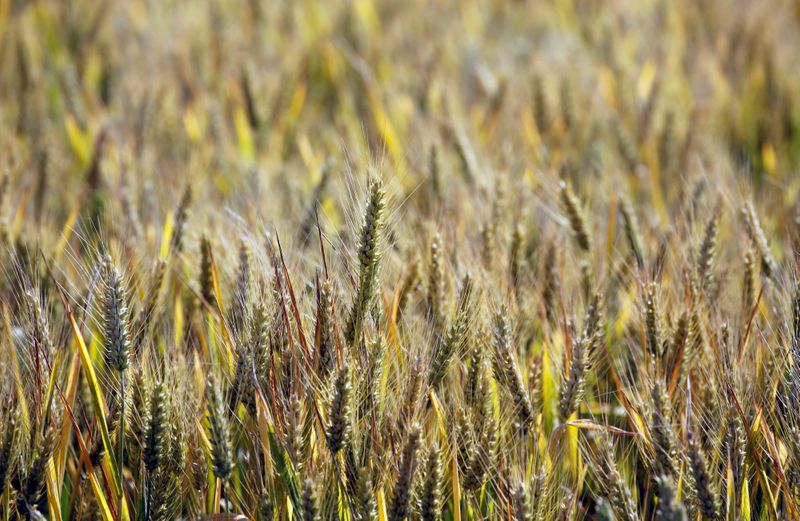 FILE PHOTO: Ears of wheat are seen in a wheat
