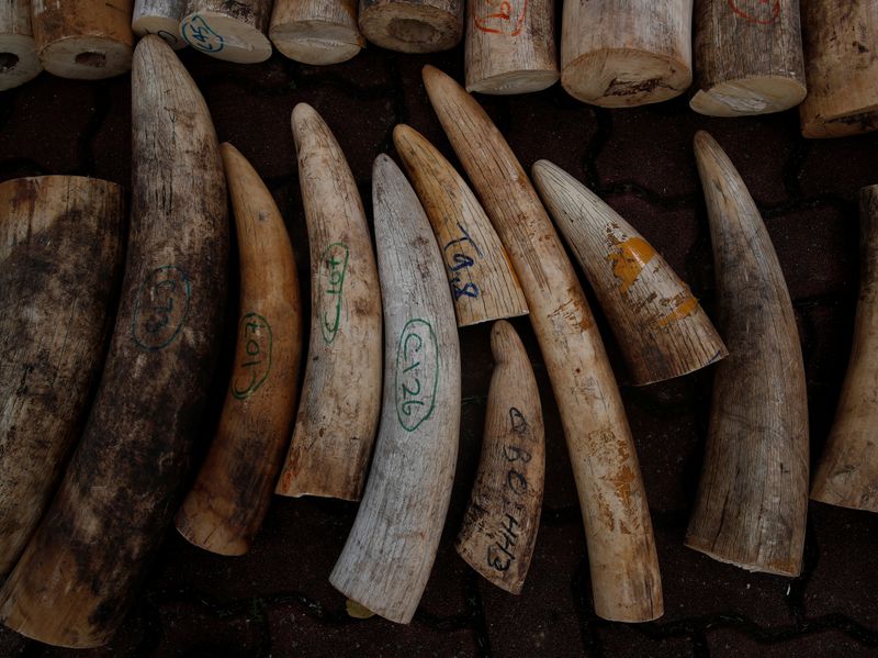 Ivory, seized from various shipments in past years, is laid