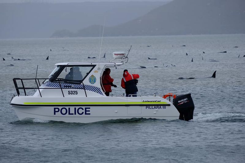 Police officers are seen on a boat near stranding whales
